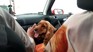 החבר הכי טוב באוטו: כללי נסיעה עם בעלי חיים ברכב