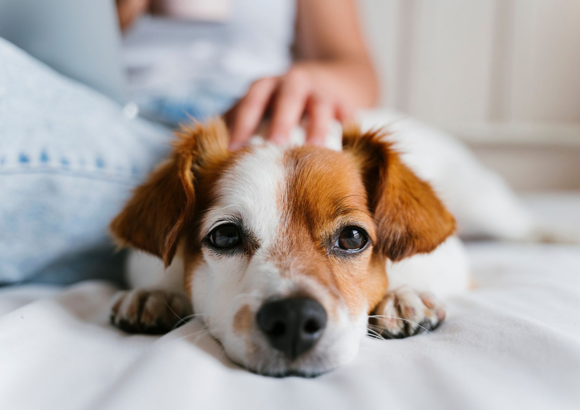 ביטוח בריאות לחיות מחמד